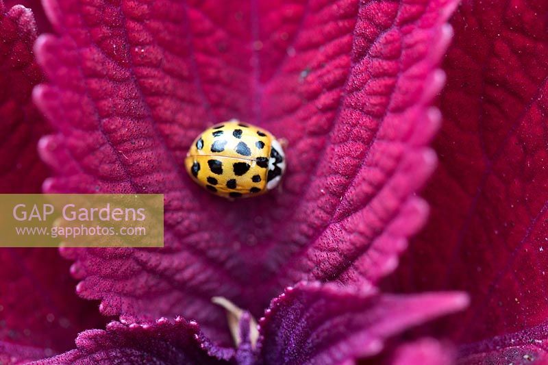 Harmonia axyridis - Harlequin ladybird. Invasive species on a red leaf