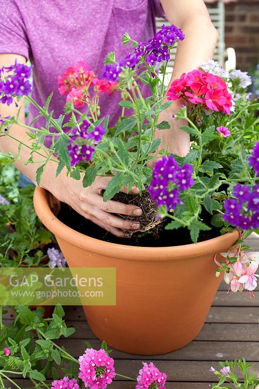 Step-by-step - planting a pink and purple themed container with Fuchsia 'Time after Time', Verbena 'Lavender Silver Magic' and Pelargoniums
