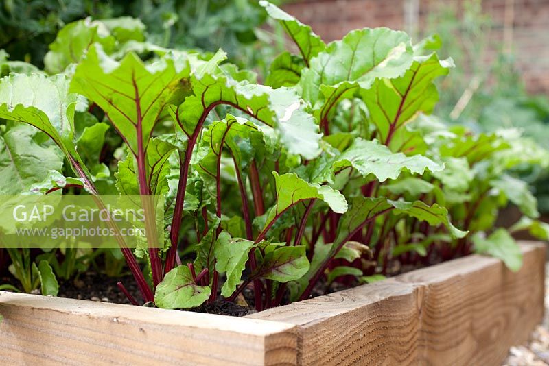 Step by step - growing Beetroot in raised vegetable bed 