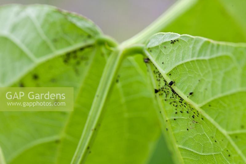 Step by step  - growing Beans in raised vegetable bed - black fly on leaf
