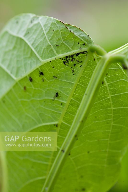 Step by step - growing Beans in raised vegetable bed - black fly on leaf
