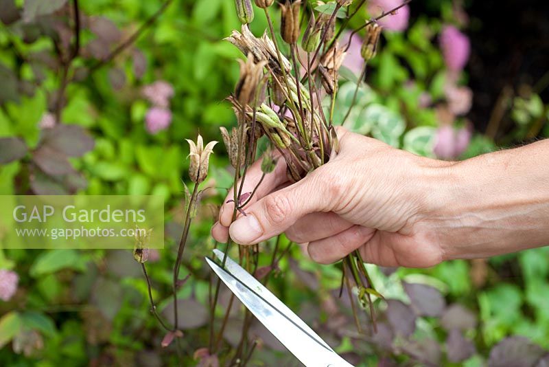 Step by step - Collecting seeds - Aquilegia