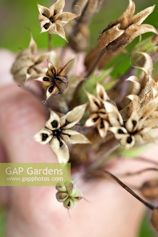 Step by step - Collecting seeds of Aquilegia