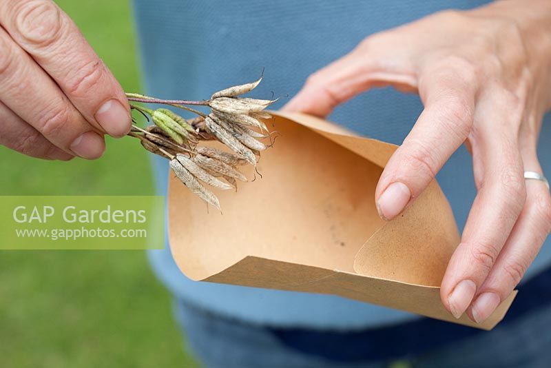 Step by step - Collecting seeds - Aquilegia