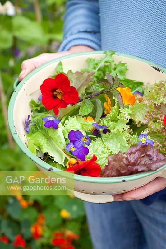 Step by step - Growing salad in raised vegetable bed, harvesting and making salad