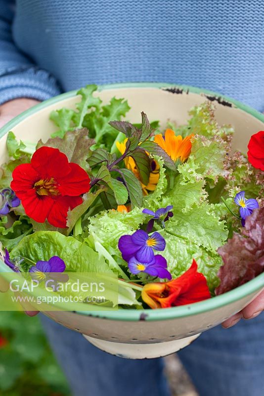 Step by step - Growing salad in raised vegetable bed, harvesting and making salad