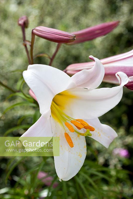 Step by step - Planting Lilium regale, moving container in to summer border