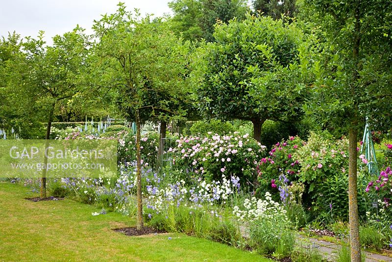 Under a double row of trees, perennials and a rose hedge, Rosa 'Charles de Mills', Rosa gallica 'Duchesse de Montebello', Campanula persicifolia, Centranthus coccineus 'Albus', Crataegus and Euonymus - Germany