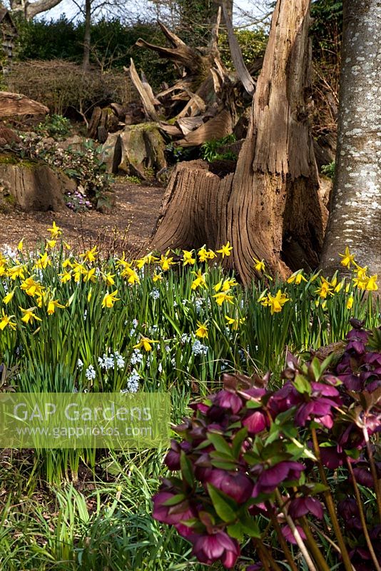 Spring flowers near the Stumpery, Highgrove Garden, March 2011. 