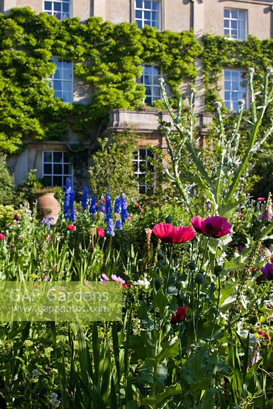 The Sundial Garden and Highgrove House with poppies, Papaver somniferum, June 2011.