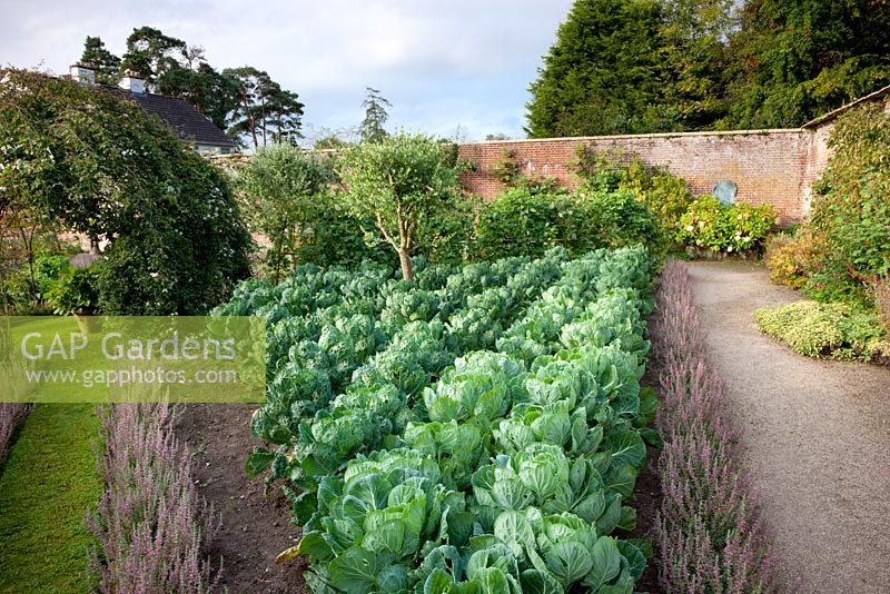 Vegetables and produce growing in the The Walled Garden, Highgrove Garden, September 2009. 
