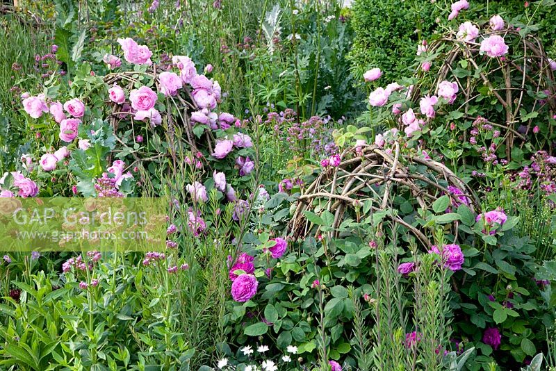 The Laurent-Perrier Bicentenary Garden. Rosa 'Reine Victoria' and Rosa 'Reine des Violettes'
