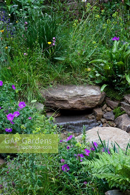 Naturally Dry - Stream emerges from under stepping stone. Plants include geraniums, yellow Lamium, fern Asplenium scolopendrium,  clover and grasses, sponsored by Veolia Water - RHS Chelsea Flower Show 2012. Silver Flora medal winner
