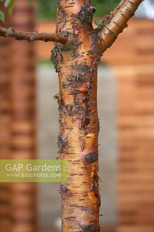 Prunus maackii 'Amber Beauty' - Homebase Teenage Cancer Trust Garden. Gold Medal Winner, RHS Chelsea Flower Show 2012