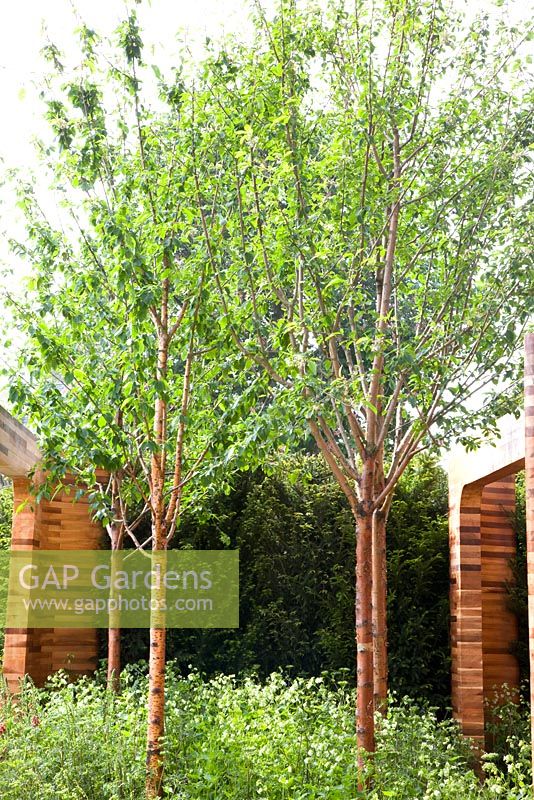 Prunus maackii 'Amber Beauty' - Homebase Teenage Cancer Trust Garden, Gold Medal winner - RHS Chelsea Flower Show 2012 