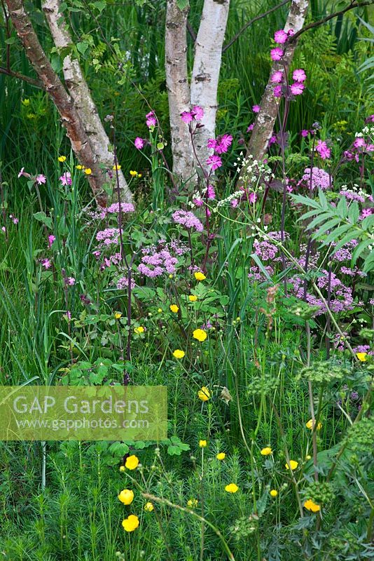 The Telegraph Garden, Gold Medal winner, RHS Chelsea Flower Show 2012. Planting of Ranunculus acris, Silene dioica, Chaerophyllum hirsutum 'Roseum' and Betula pendula 
 
