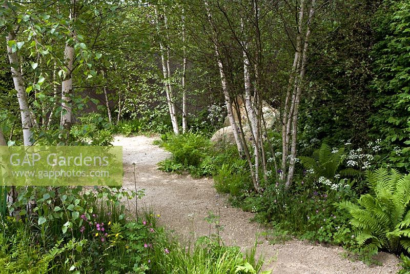 The Telegraph Garden, Gold Medal winner, RHS Chelsea Flower Show 2012. Path through woodland setting 

