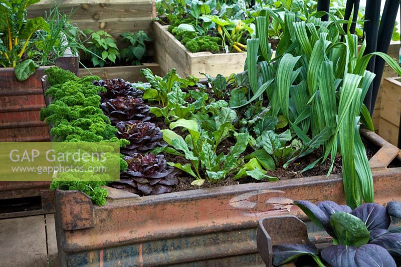 Vegetables grown in industrial metal containers - RHS Chelsea Flower Show 2012