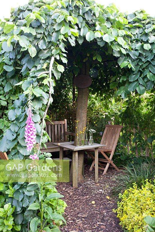 Seating area under canopy created by elm tree