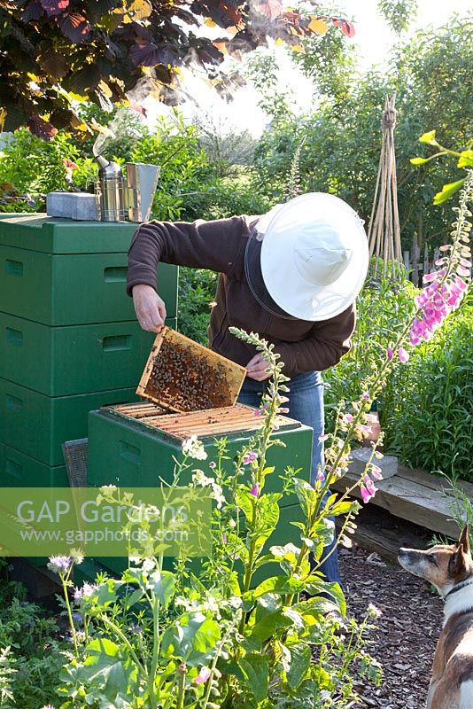 Garden owner Margaret with her bees 