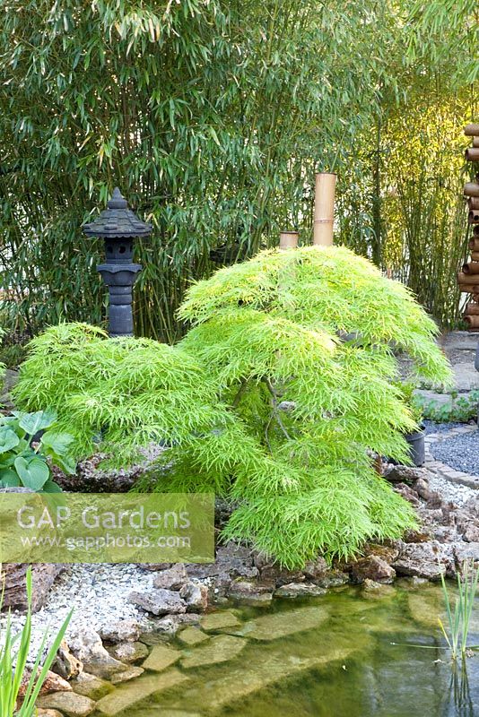Phyllostachys and Acer palmatum 'Dissectum' near pond
