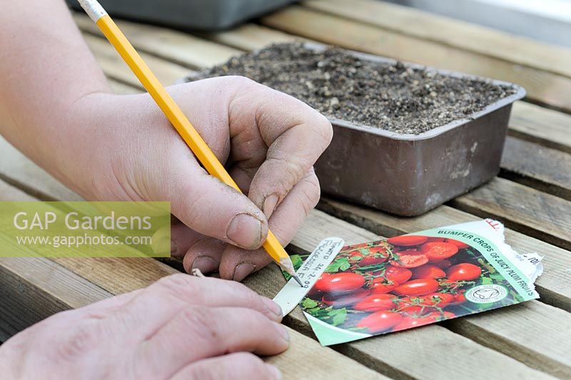 Gardener writing on plant labels on greehouse staging in early spring 