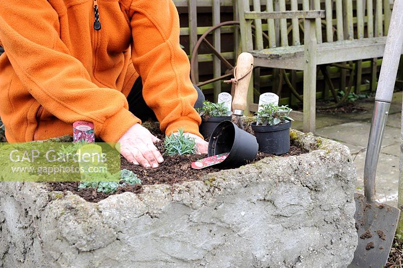 Woman planting alpine plants in a hypertufa container, March