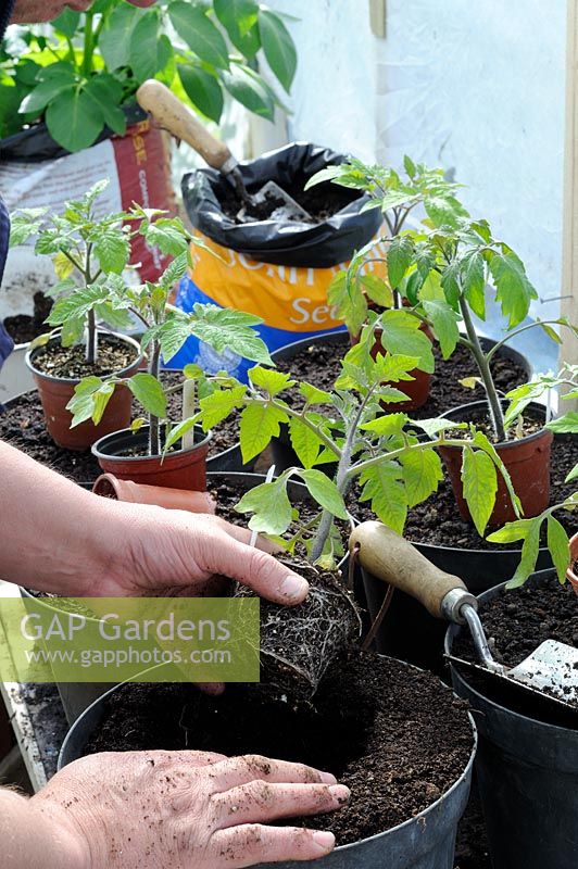 Young tomato plants, potting on into larger pots on the greenhouse staging, UK, April