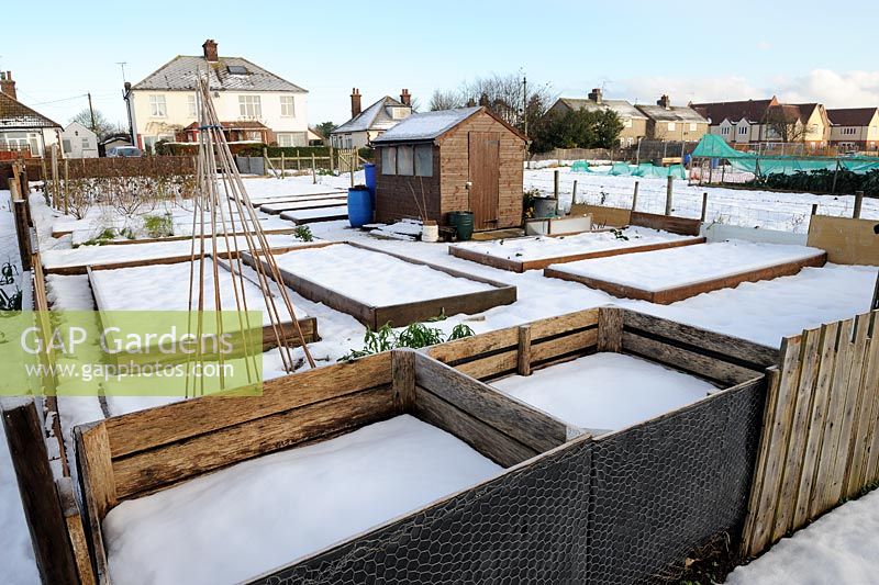 Winter allotments showing snow covered raised beds with compost bins in foreground, Norfolk, December