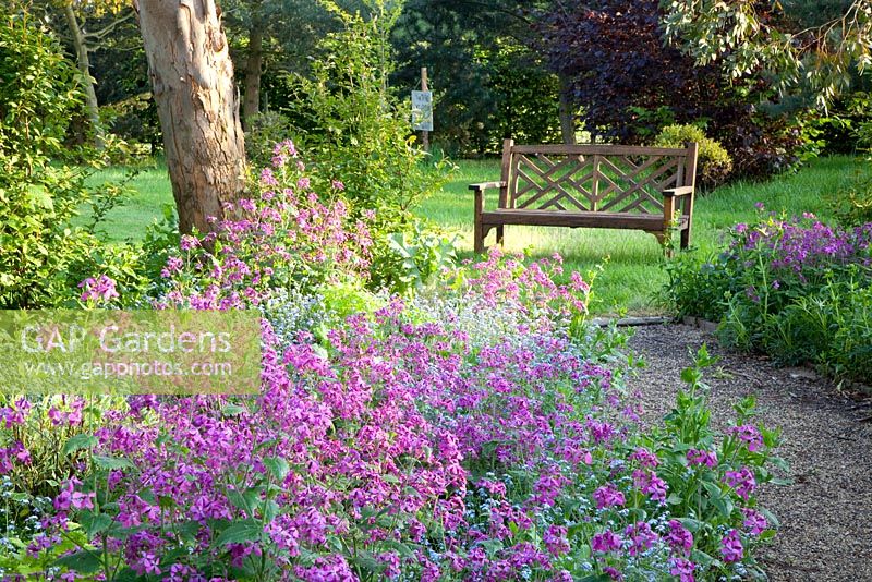 Mixed border with Lunaria annua, Myosotis, tree and wooden bench 