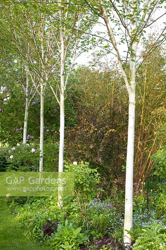 Betula jaquemontii in mixed border - Manor House