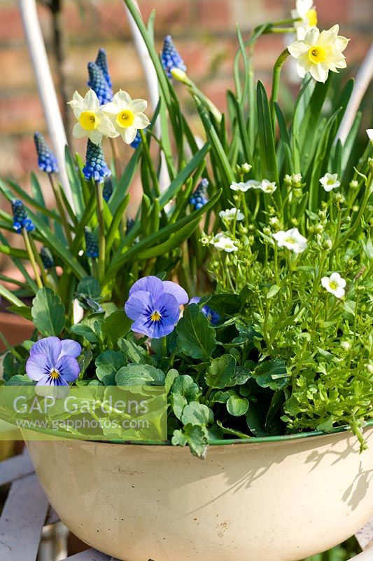Vintage enamel bowl planted with blue and yellow spring plants on chair. Plants inc Narcissus, Minnow, primulas, violas, saxifraga and muscari
