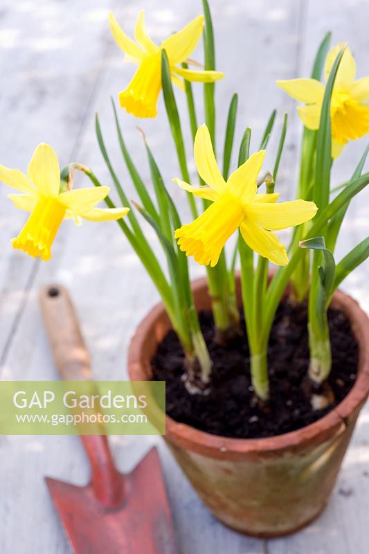 Narcissus - Daffodils in terracotta pot with trowel