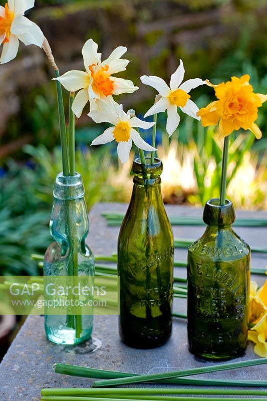 Display of cut heritage narcissus on table and in old bottles. Varieties include 'Mrs Langtry', 'Sir Watkin' and 'Mary Copeland'
