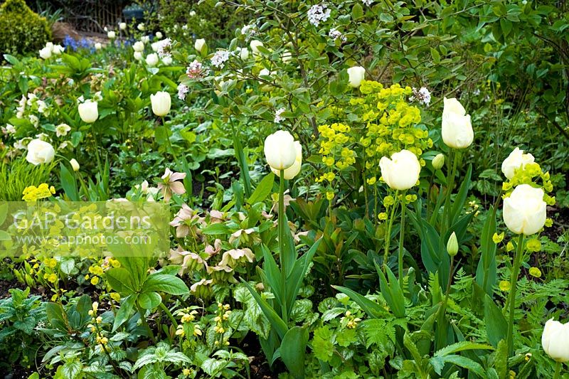 Spring border with Tulipa 'Vanilla Ice' and euphorbias, 