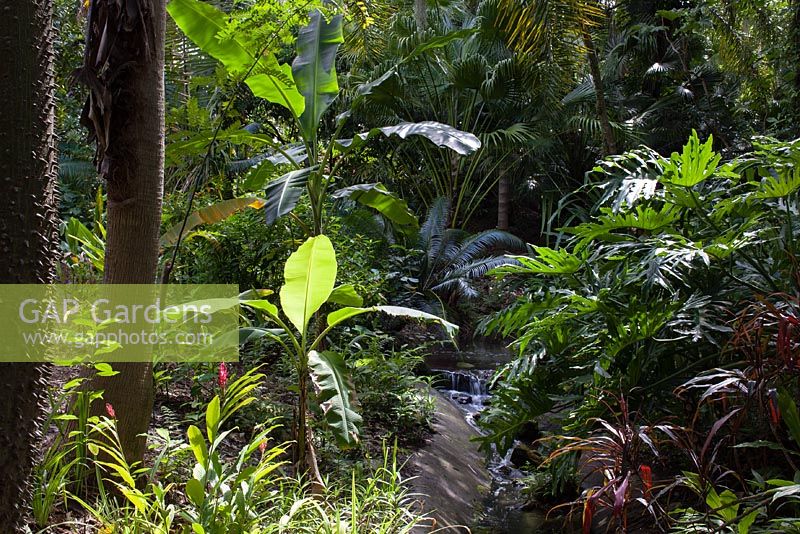 The Tropical Stream is lined with florida native such as Philodendrons, Cycads and Palms - Garden at Leu Gardens in Orlando, Florida