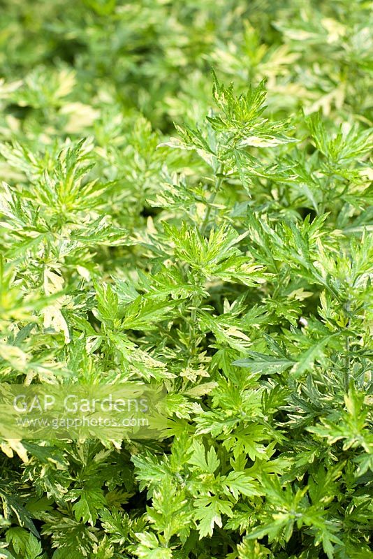Artemisia vulgaris 'Oriental Limelight' - Mugwort