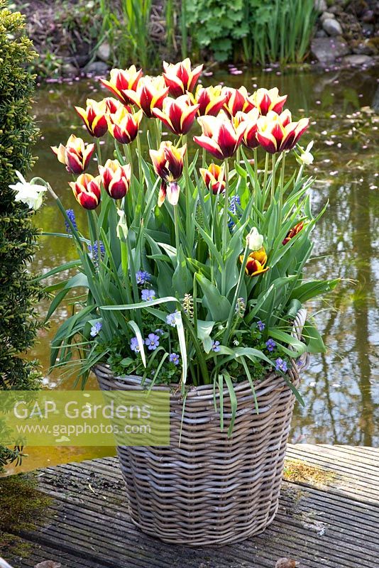 Tulipa Gavota in wicker container 