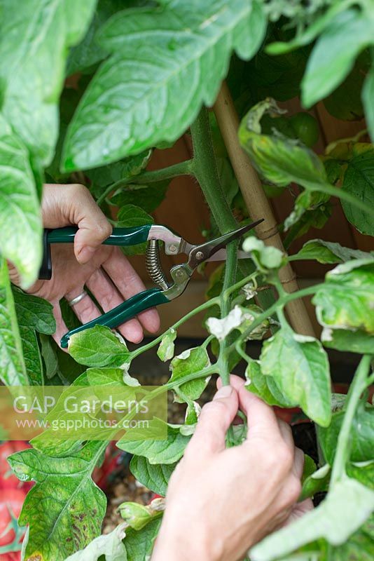 Step by step for growing tomatoes in grow-bags  - cutting back