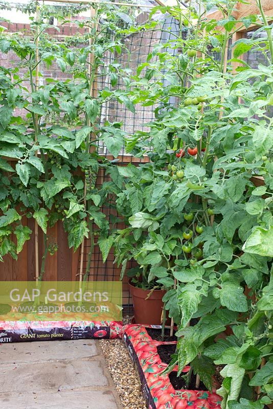 Growing tomatoes in grow-bags