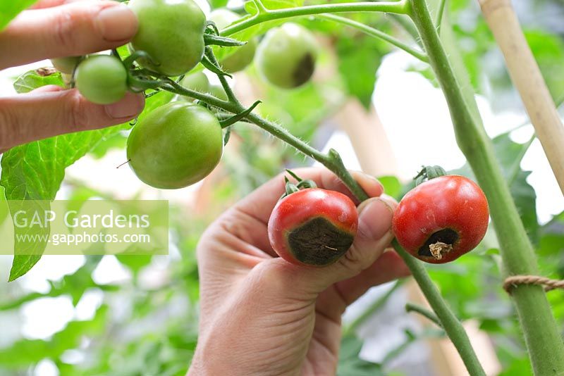 Step by step for growing tomatoes - removing diseased fruit