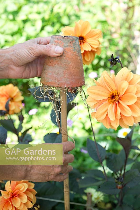 Step by step for creating earwig attracting pots to top canes in garden