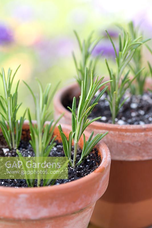 Step by step for taking cuttings - propagation of Rosemary plants