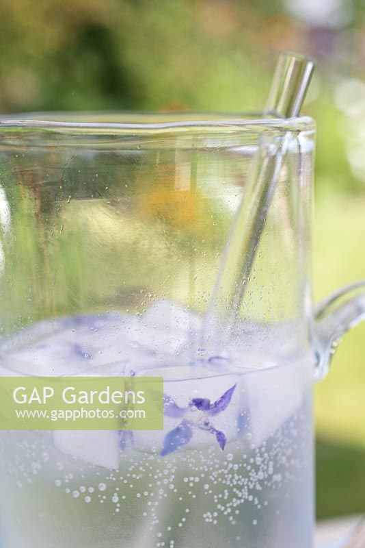 Step by step for creating decorative ice cubes using borage flowers - jug of water 