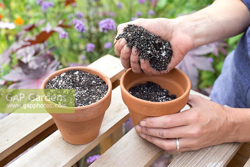 Step by step for taking lavender cuttings and re-potting - adding compost to container