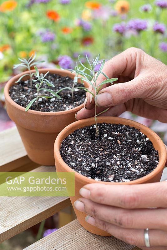 Step by step for taking lavender cuttings and re-potting - planting cutting in container