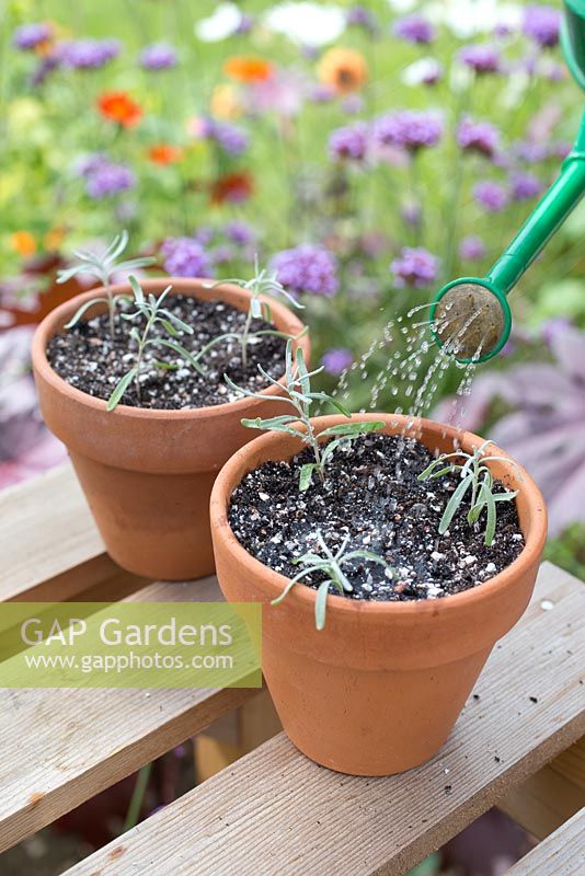 Step by step for taking lavender cuttings and re-potting - watering in new plants 