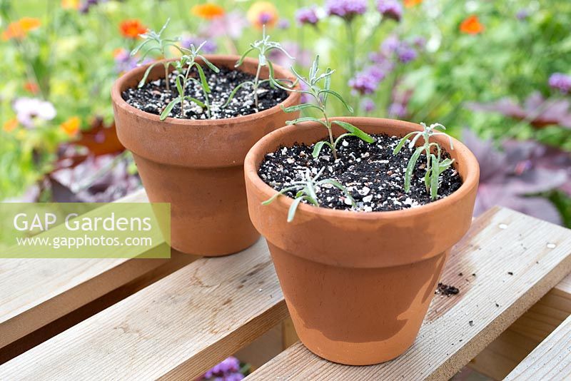 Step by step for taking lavender cuttings and re-potting - new plants in containers 