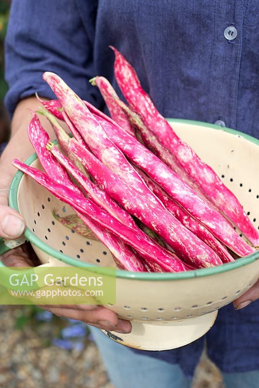 Step by step for planting and growing Borlotto 'Firetongue' beans from seed - harvested beans  