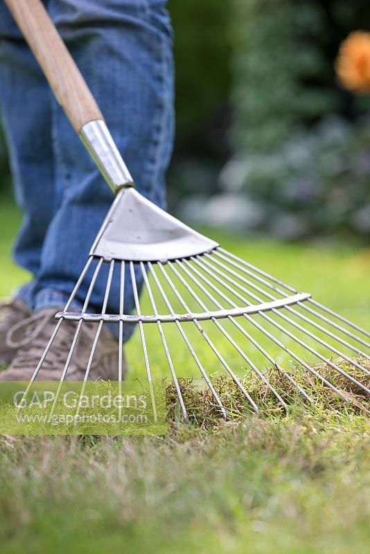 Woman raking grass - lawn care
